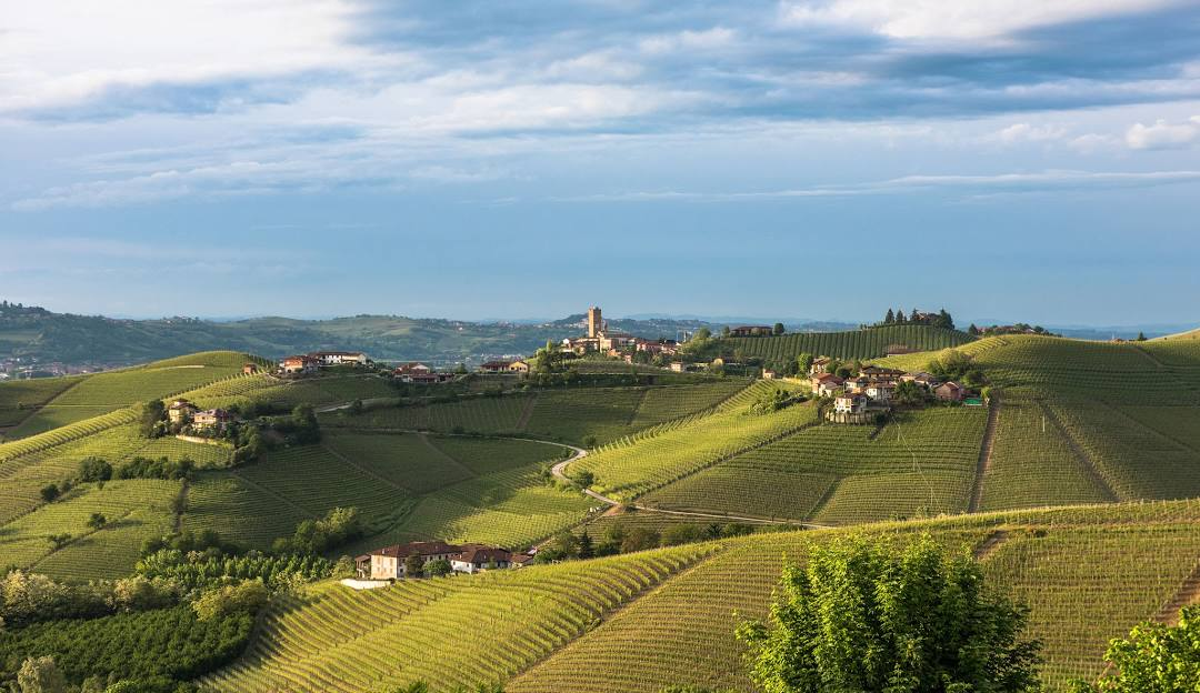 Piedmont vineyards landscape